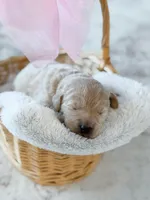 Bailey , a female Labradoodle for sale in Amelia Court House, VA – Photo 5 of 8