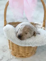 Bailey , a female Labradoodle for sale in Amelia Court House, VA – Photo 4 of 8