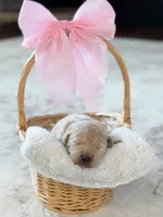 Bailey , a female Labradoodle for sale in Amelia Court House, VA – Photo 3 of 8