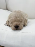 Bailey , a female Labradoodle for sale in Amelia Court House, VA – Photo 1 of 8