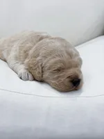 Bailey , a female Labradoodle for sale in Amelia Court House, VA – Photo 2 of 8