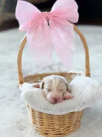 Sunny, a female Labradoodle for sale in Amelia Court House, VA – Photo 3 of 8