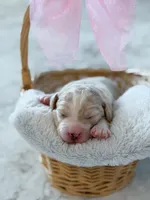 Sunny, a female Labradoodle for sale in Amelia Court House, VA – Photo 4 of 8