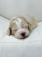 Sunny, a female Labradoodle for sale in Amelia Court House, VA – Photo 1 of 8