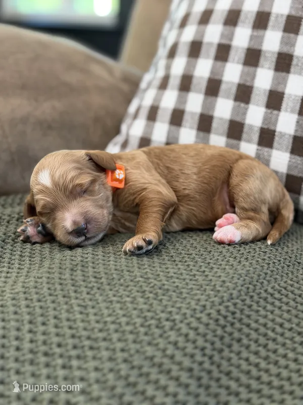Riley – Goldendoodle puppy on hold in Amelia Court House, VA