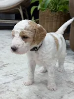 Ranger, a male Goldendoodle for sale in Amelia Court House, VA – 2 of 8