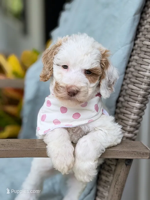Wren – Goldendoodle puppy for sale in Amelia Court House, VA