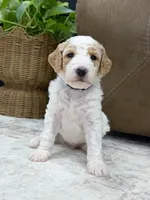 Ranger, a male Goldendoodle for sale in Amelia Court House, VA – 6 of 8