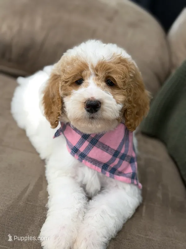 Sage  – Goldendoodle puppy for sale in Amelia Court House, VA