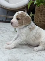 Canyon , a male Goldendoodle for sale in Amelia Court House, VA – 7 of 9
