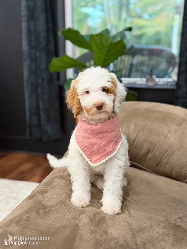 Wren – Goldendoodle puppy for sale in Amelia Court House, VA