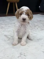 Sage , a female Goldendoodle for sale in Amelia Court House, VA – 7 of 10