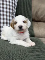 Forest, a male Goldendoodle for sale in Amelia Court House, VA – 2 of 9
