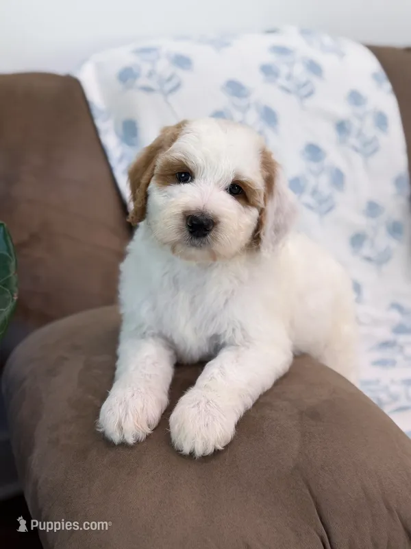 Forest – Goldendoodle puppy for sale in Amelia Court House, VA