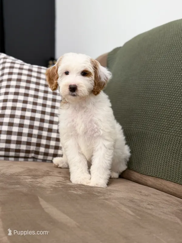 Skye – Goldendoodle puppy for sale in Amelia Court House, VA