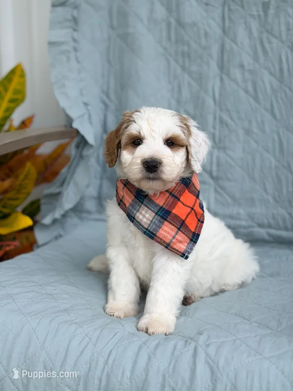 Forest – Goldendoodle puppy for sale in Amelia Court House, VA