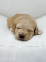 Navy , a female Labradoodle for sale in Amelia Court House, VA – Photo 2 of 8