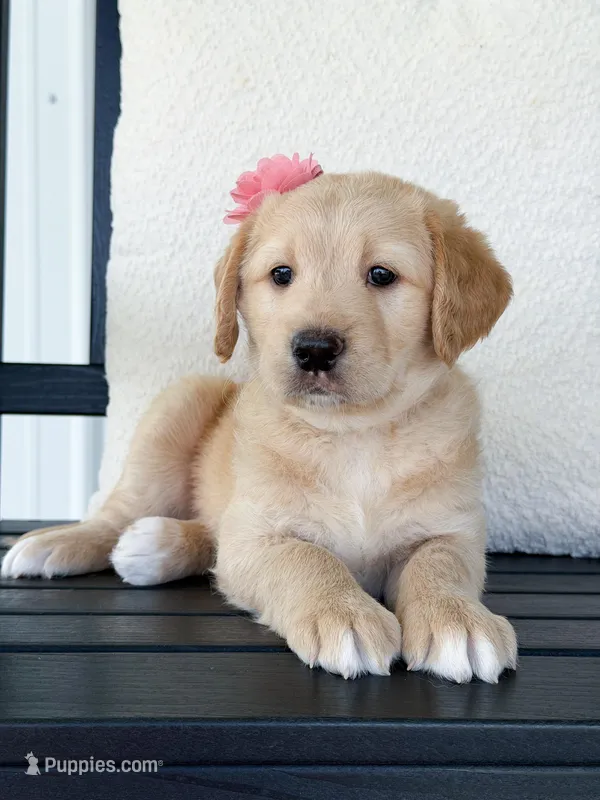 Navy  – Labradoodle puppy for sale in Amelia Court House, VA