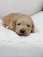 Navy , a female Labradoodle for sale in Amelia Court House, VA – Photo 1 of 8