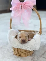 Navy , a female Labradoodle for sale in Amelia Court House, VA – Photo 3 of 8