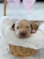 Navy , a female Labradoodle for sale in Amelia Court House, VA – Photo 4 of 8