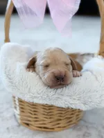 Navy , a female Labradoodle for sale in Amelia Court House, VA – Photo 5 of 8