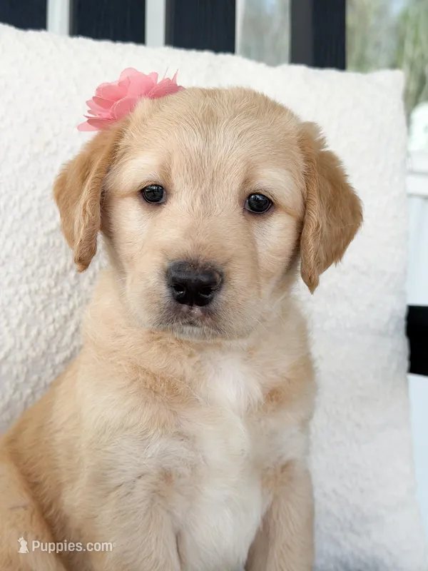 Navy  – Labradoodle puppy for sale in Amelia Court House, VA