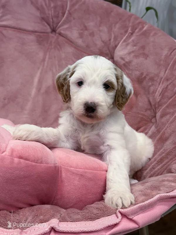 Skye – Goldendoodle puppy for sale in Amelia Court House, VA