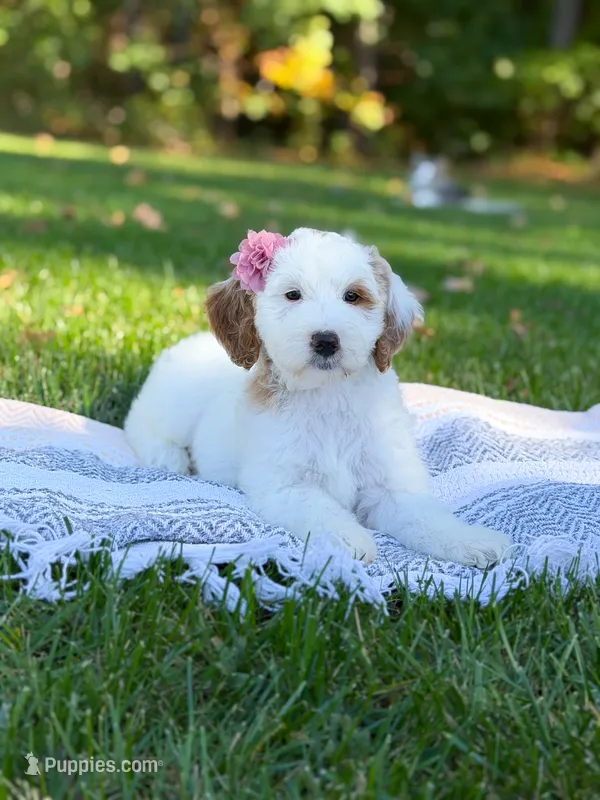 Skye – Goldendoodle puppy for sale in Amelia Court House, VA