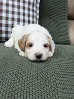 Forest, a male Goldendoodle for sale in Amelia Court House, VA – 4 of 9