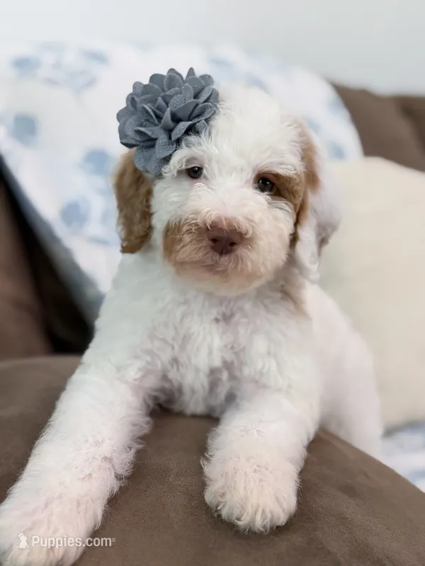 Wren – Goldendoodle puppy for sale in Amelia Court House, VA