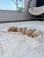 Ivy , a female Labradoodle for sale in Amelia Court House, VA – Photo 8 of 10