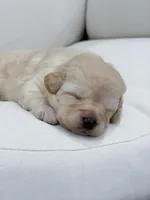 Ivy , a female Labradoodle for sale in Amelia Court House, VA – Photo 3 of 10