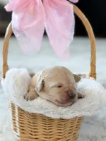 Ivy , a female Labradoodle for sale in Amelia Court House, VA – Photo 5 of 10
