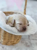 Ivy , a female Labradoodle for sale in Amelia Court House, VA – Photo 7 of 10