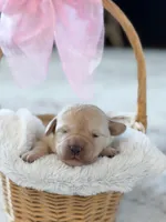 Ivy , a female Labradoodle for sale in Amelia Court House, VA – Photo 4 of 10