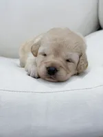 Ivy , a female Labradoodle for sale in Amelia Court House, VA – Photo 2 of 10