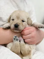 Ivy , a female Labradoodle for sale in Amelia Court House, VA – Photo 1 of 10