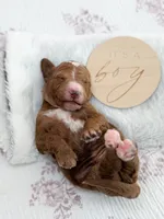 Lewis, a male Goldendoodle for sale in Amelia Court House, VA – Photo 1 of 6
