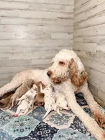 Lewis, a male Goldendoodle for sale in Amelia Court House, VA – Photo 4 of 6