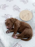 Lewis, a male Goldendoodle for sale in Amelia Court House, VA – Photo 2 of 6