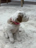 Skye, a female Goldendoodle for sale in Amelia Court House, VA – 4 of 10