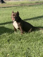Tinkerbell, a female American Bully for sale in Tullahoma, TN – Photo 4 of 8