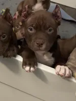 Tinkerbell, a female American Bully for sale in Tullahoma, TN – Photo 7 of 8