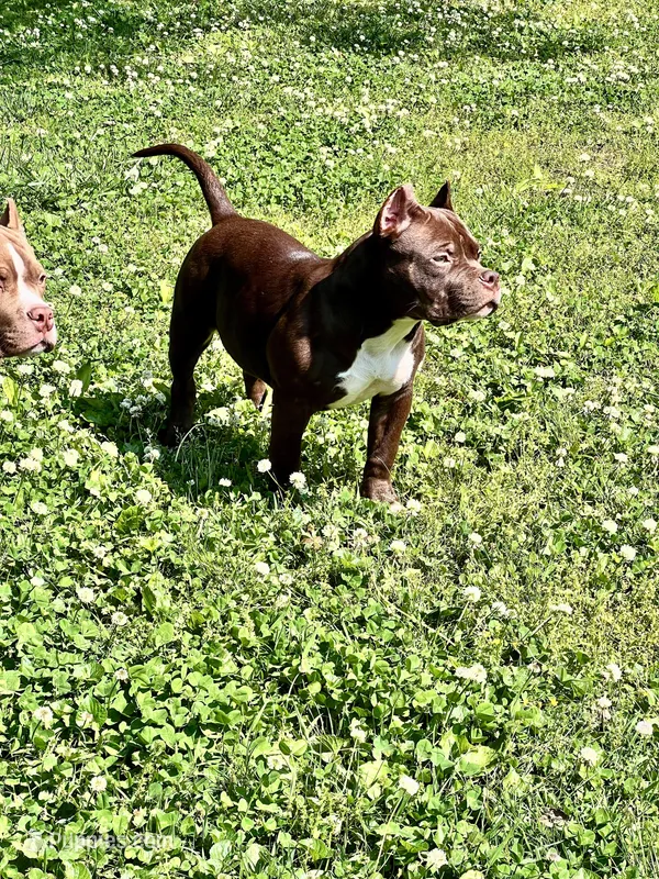 Tinkerbell – American Bully puppy for sale in Tullahoma, TN