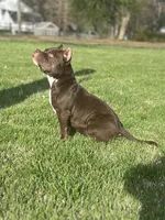 Tinkerbell, a female American Bully for sale in Tullahoma, TN – Photo 2 of 8