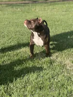 Tinkerbell, a female American Bully for sale in Tullahoma, TN – Photo 6 of 8