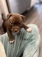 Tinkerbell, a female American Bully for sale in Tullahoma, TN – Photo 8 of 8