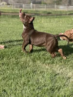 Tinkerbell, a female American Bully for sale in Tullahoma, TN – Photo 5 of 8