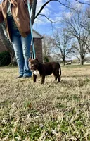 Tinkerbell, a female American Bully for sale in Tullahoma, TN – Photo 3 of 8